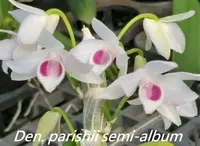 Den. parishii fma semi-album ('#3' x syn. rhodopterygium semi-album '#3') (DH130) ( - - parishii )