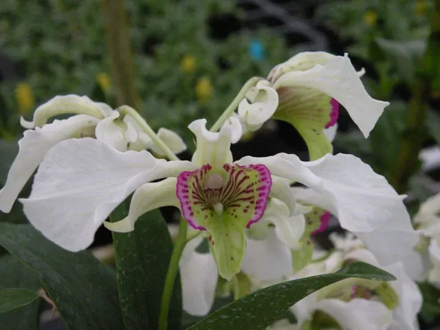 Dendrobium Nora Tokunaga