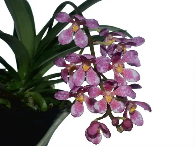 Sarcochilus Kulnura Vibrance x Kulnura Warrior (Sarcochilus)