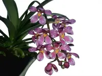 Sarcochilus Kulnura Vibrance x Sarcochilus Kulnura Warrior
