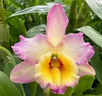 Fragrant – Dendrobium Asian Beauty ‘Eden’ (Blooming Size, 4.5” pot)