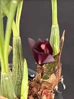 Maxillaria schunkeana (3" pot)