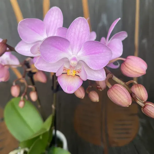 Phalaenopsis Sogo Sakura