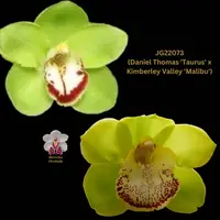 Cymbidium Seedling JG22073 (Daniel Thomas 'Taurus' x Kimberley Valley 'Malibu')