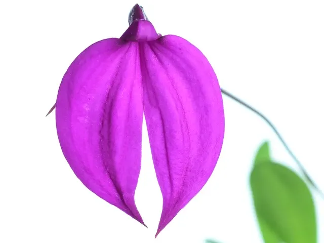 Masdevallia coccinea 'Anchota' (Masdevallia)