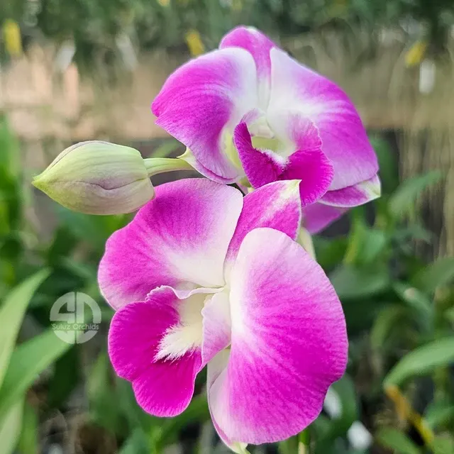Dendrobium Burana Pearl 'Pink' (Dendrobium)