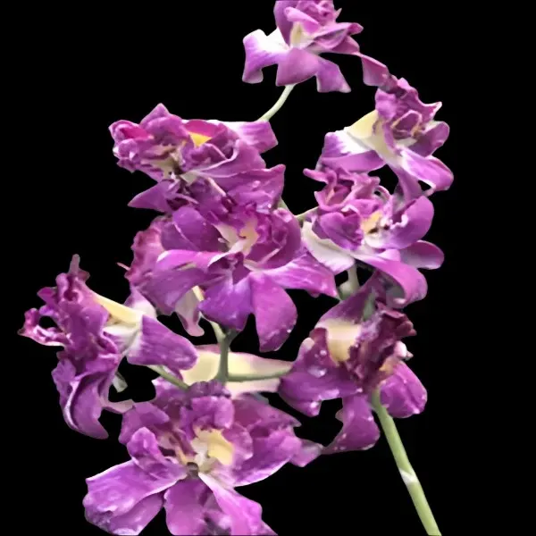 Dendrobium Betty Rose (Dendrobium)