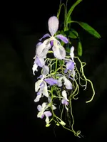 Vanda coerulea "Semi Alba" — No