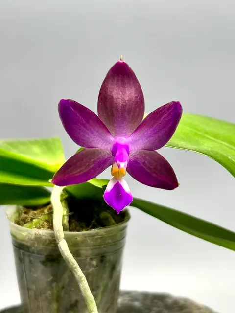 Phalaenopsis Yaphon Rich Woman x Violacea Indigo (Phalaenopsis)