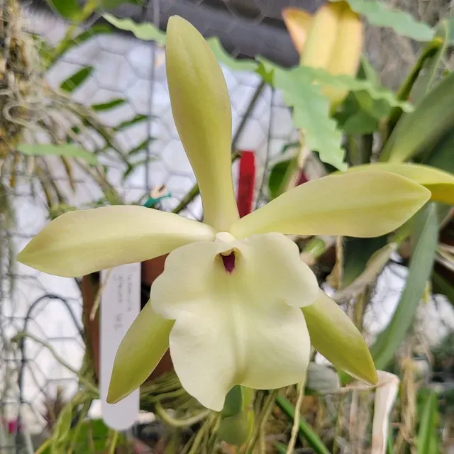 Brassavola glauca x self (Brassavola)