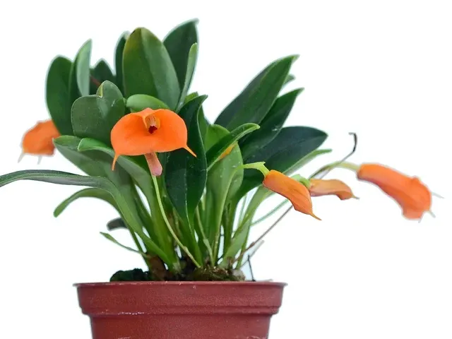 Masdevallia morochoi (Masdevallia)