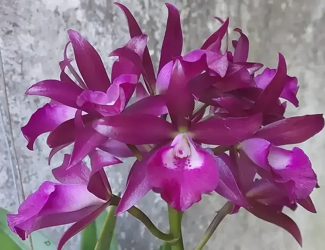Cattleya Amorn Impressions Seedling (Cattleya)