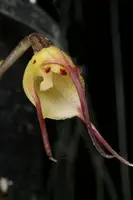 Dracula mantissa