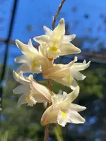 Dendrobium equitans