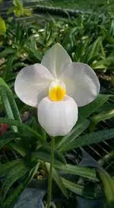 Paphiopedilum WINTER PEARL (Paphiopedilum)