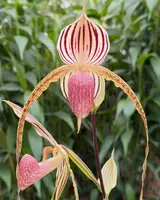 Paphiopedilum Lady Rothschild