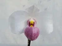 Paphiopedilum delenatii