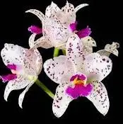 Cattleya amethystoglossa (soft x pink spots) — BS / Nonblooming