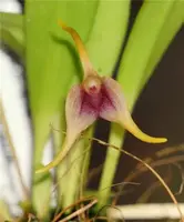 Masdevallia (herradurae x nicaraguae)