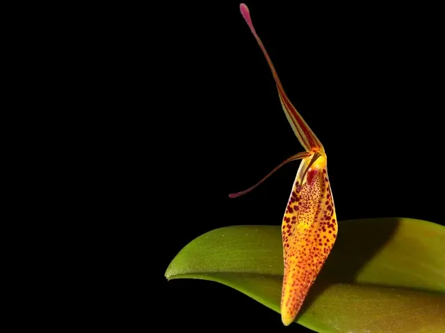 Restrepia tabeae (Restrepia)