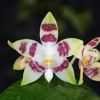 Phalaenopsis Miki Rose Vincent 'Fresh' - parfumata — Tija inițiată, frunze cu defecte - ghiveci 2.5 inch
