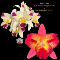 Cattleya Orchid Hybrid SVO11399 (Lc. Mari's Magic 'H&R' x Slc. Warpaint 'SVO')
