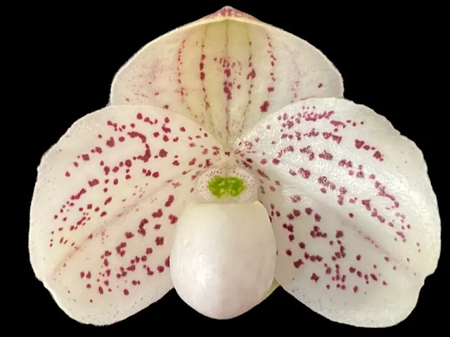 Paphiopedilum QF Mini (thaianum x lecochilum)