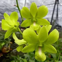 Dendrobium Aridang Green Orchid 4" Pot Blooming size