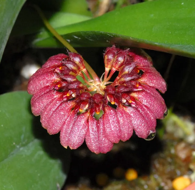 Bulbophyllum corolliferum (Bulbophyllum)