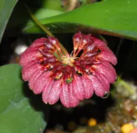 Bulb. corolliferum (BUCO) ( - - Bulbophyllum ) Bulb.=Bulbophyllum