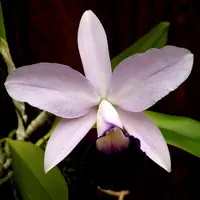 Cattleya Mariko Twenty Anniversary