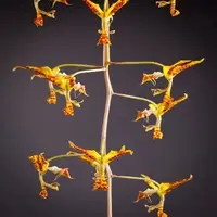 Gongora tricolor