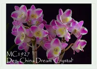 Den. China Dream 'Crystal; '