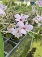 Dendrobium fytchianum Pink (Rare Color)