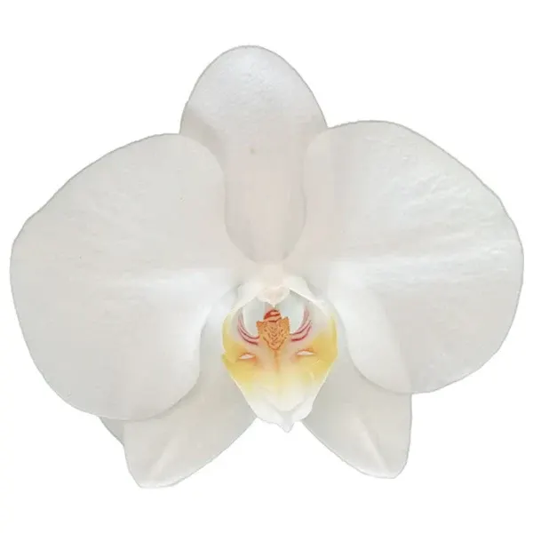 Phalaenopsis Timberline