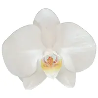 Phalaenopsis Timberline Mature Plant With Bud/Flower