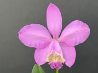 Cattleya loddigesii ‘Drewi’ - Blooming size division!!!