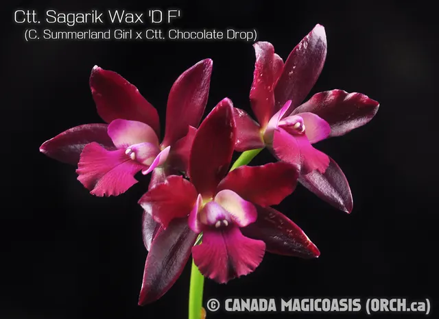 Cattlianthe Sagarik Wax 'D F' (Cattlianthe)