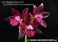 Ctt. Sagarik Wax 'D F' (C. Summerland Girl x Ctt. Chocolate Drop) (M368) (Hybrid) Ctt.=Cattlianthe