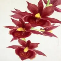 Catamodes Jumbo Riot Sunrise - HCC -AOS