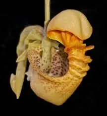 Coryanthes macrantha (Coryanthes)