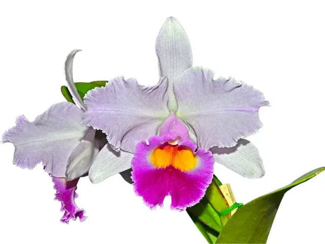 Cattleya Amanecer (Cattleya)