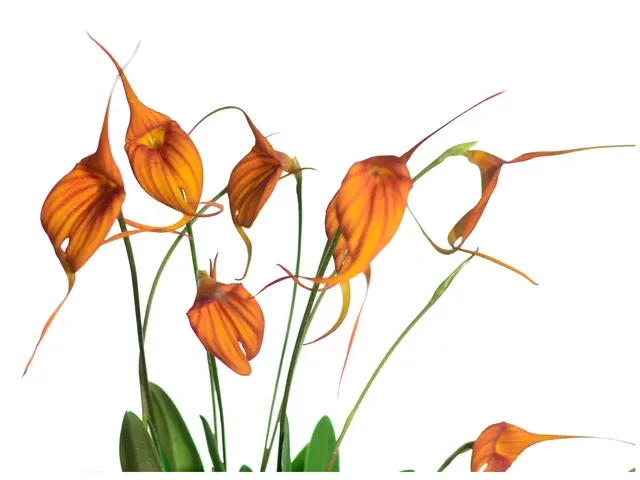 Masdevallia Imperial Flame (Masdevallia)