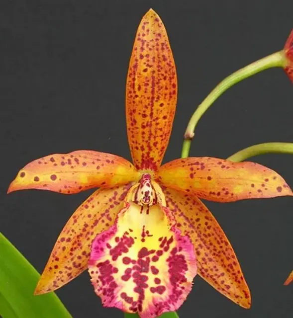 Cattleya Alliance: Bc. Rustic Spot (Cattleya)