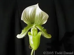 Paphiopedilum callosum album (Paphiopedilum)