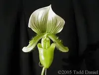 Paphiopedilum callosum album Sibling cross