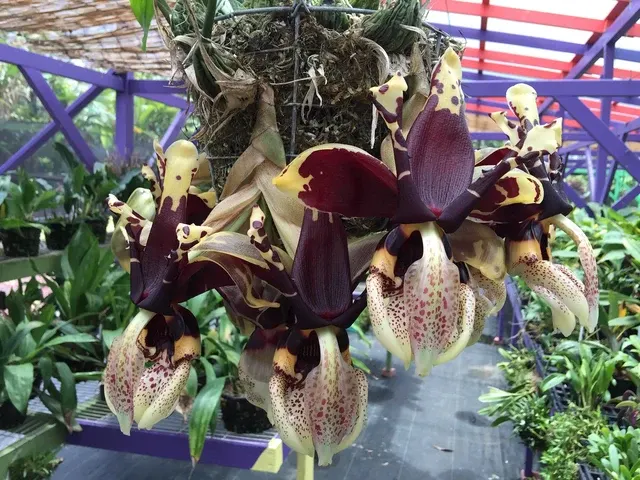 Stanhopea assidensis x nigroviolacea 'The Predator'