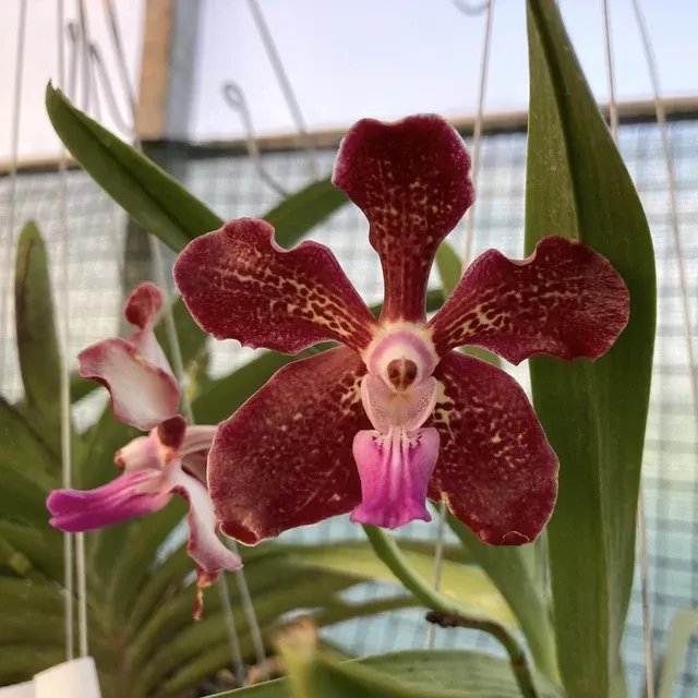 Vanda densig (Vanda)