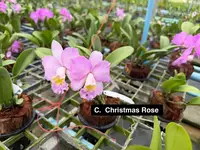 C. Christmas Rose