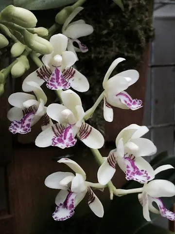 Sedirea japonica (Sedirea)
